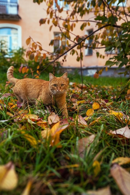 Gato rojo sobre un fondo de un paisaje de otoño