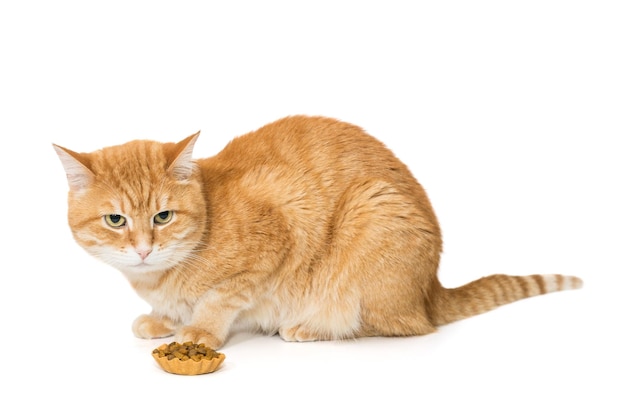 Gato rojo y una tartaleta con comida seca.