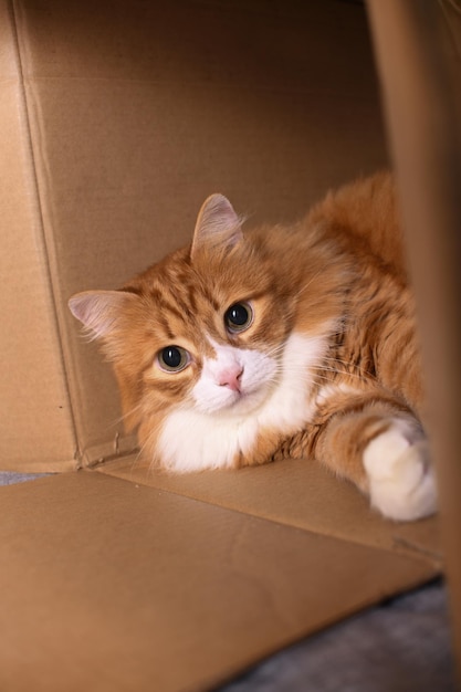 Foto el gato rojo yace en una caja de cartón