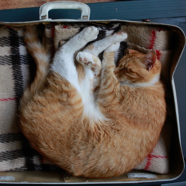 Un gato rojo yace en una maleta blanca.