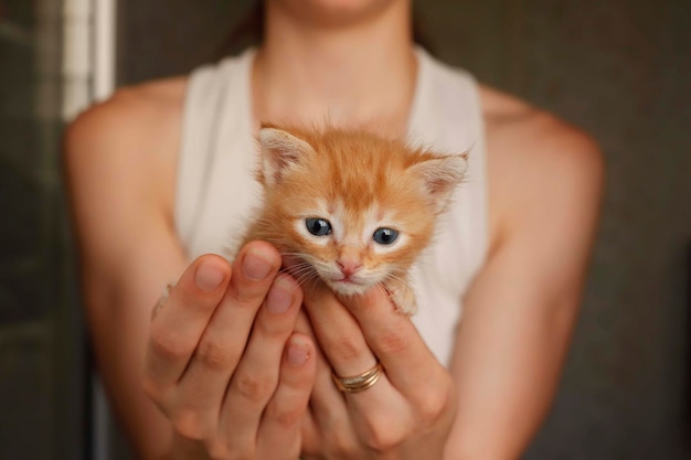 Gato ronronando bonito está deitado e descansando nos braços das meninasMulher abraçando um gatinho