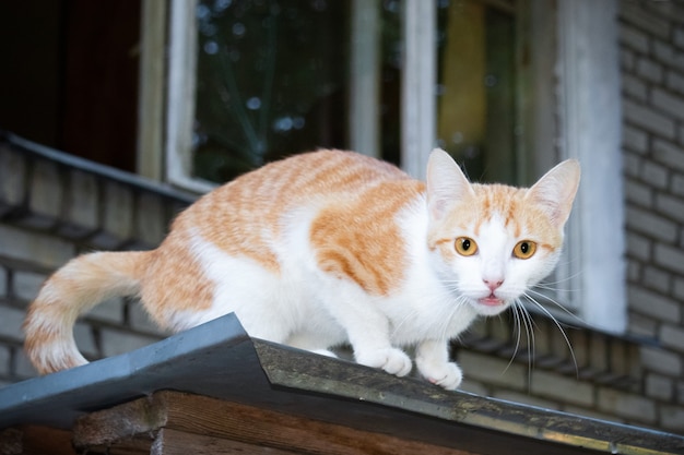 Gato ruivo branco ao ar livre no fundo da janela e da parede de tijolos.