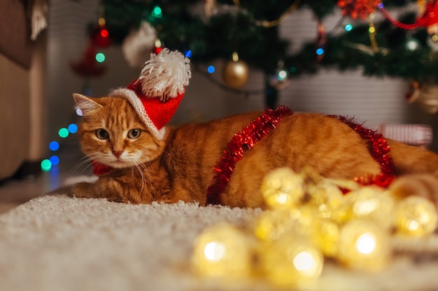 Gato ruivo brincando com guirlanda debaixo da árvore de Natal em casa deitado no chão de casa Ano novo