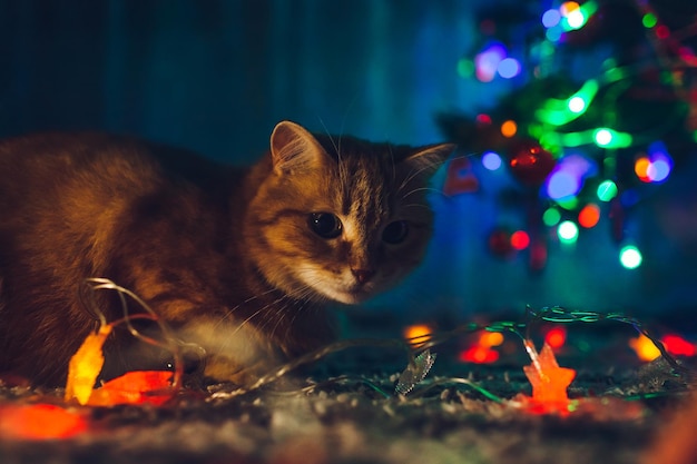 Gato ruivo brincando com luzes de iluminação debaixo da árvore de Natal em casa à noite. Comemoração de natal e ano novo com mascote safado