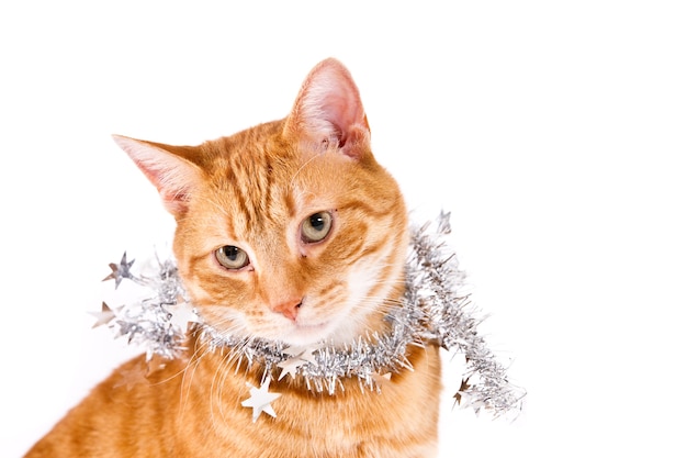 Gato ruivo com guirlandas de Natal prateadas em contraste com o branco