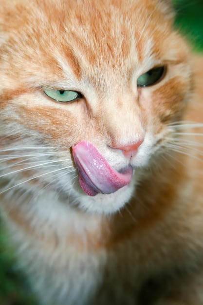 Gato ruivo com olhos verdes lambe o lábio