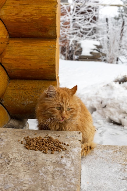 Gato ruivo congelado com cabelo fofo e olhos verdes sentado na varanda da casa olhando para baixo com comida para animais na frente dele Abrigo de animais Pessoas e animais juntos