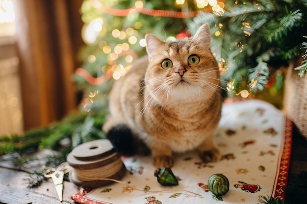 Gato ruivo de estimação em atmosfera festiva de natal, interior de natal