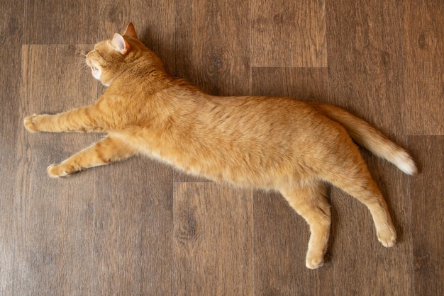 Gato ruivo deitado em um piso laminado de madeira Gato bonito com olhos verdes Vista superior