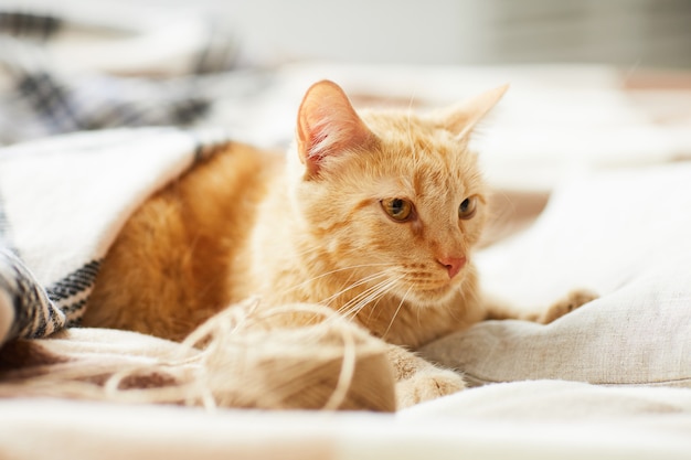 Gato ruivo deitado na cama confortável