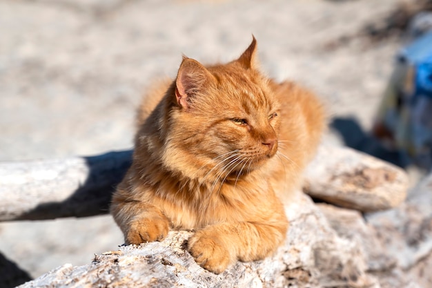 Gato ruivo deitado nas rochas perto da costa do mar Egeu, na Grécia