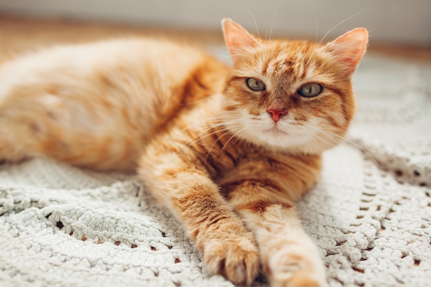 Gato ruivo deitado no tapete do chão em casa. Pet relaxante e se sentindo confortável