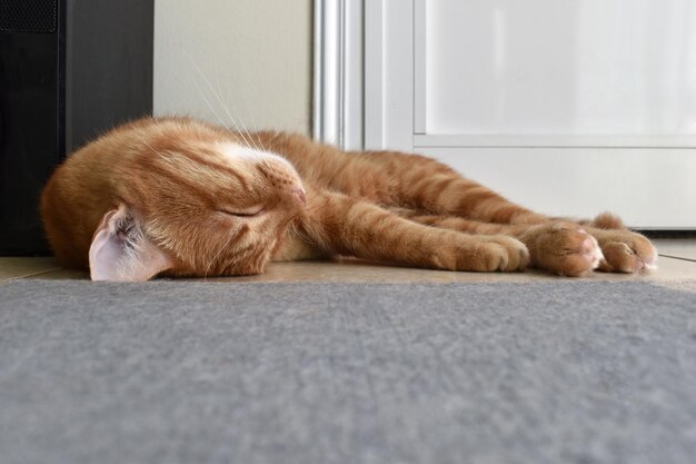 Gato ruivo dormindo no chão da sala de estar em casa