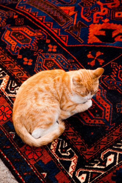 Gato ruivo dormindo no tapete