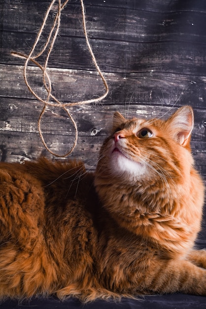 gato ruivo e corda em parede de madeira