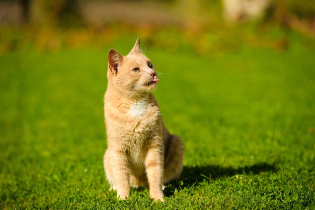 Gato ruivo engraçado.