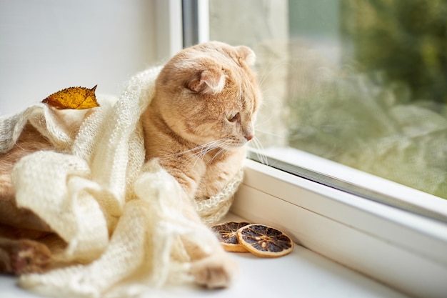 Gato ruivo escocês deitado no peitoril da janela em casa