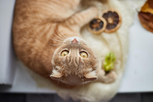 Gato ruivo escocês deitado no peitoril da janela em casa