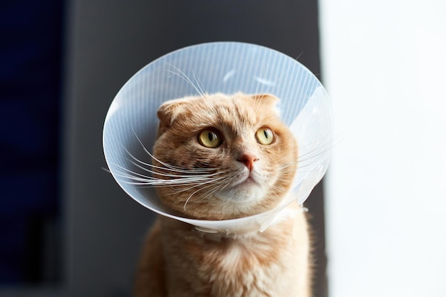 Gato ruivo escocês em cone de plástico veterinário na cabeça durante a recuperação