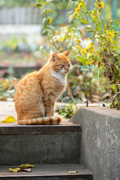 gato ruivo está descansando em um dia ensolarado no jardim