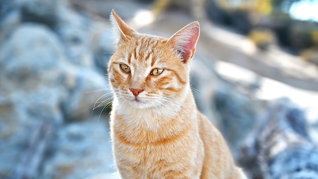 Gato ruivo fica nas rochas perto da costa do mar Egeu, na Grécia