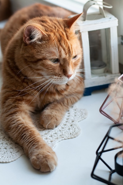 gato ruivo fofo sentado em um peitoril da janela.