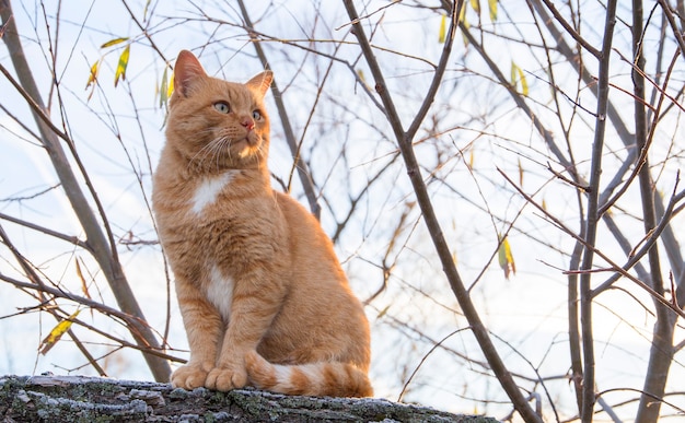 Gato ruivo grande posando na grama congelada