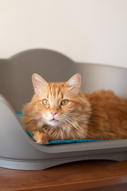 Gato ruivo na cama do animal de estimação com belos pêlos de bigode e olhar poderoso