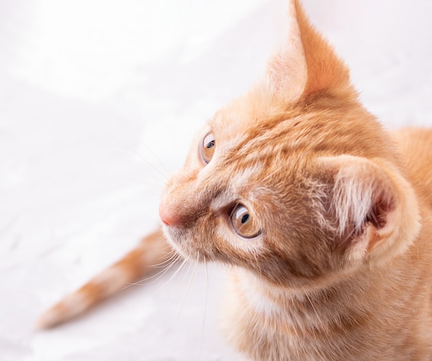 Gato ruivo, olhando para cima, copie o espaço