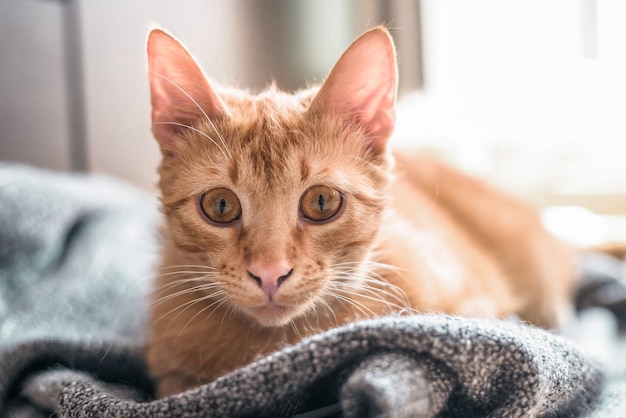 Gato ruivo relaxando no sofá da sala, deitado em pose engraçada no cobertor. Animal de estimação curtindo o sol em casa