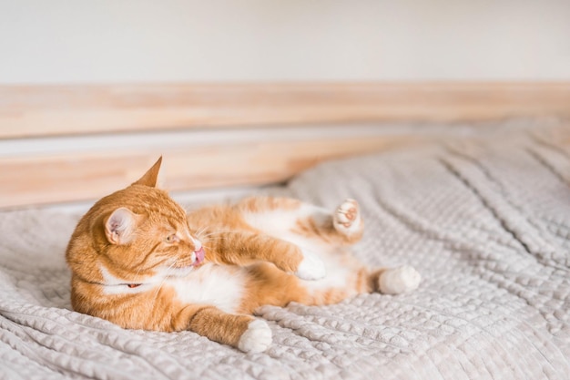 Gato ruivo relaxando no sofá na sala de estar deitado em pose engraçada no cobertor. Animal de estimação que aprecia o sol em casa