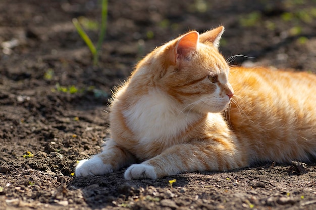 gato ruivo se aquecendo sob o sol da primavera no chão em um canteiro de flores