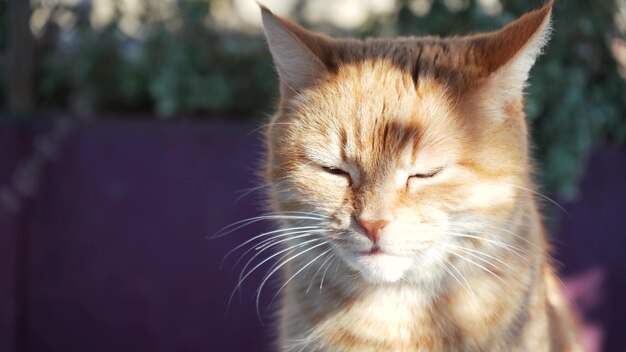 Gato ruivo senta-se ao ar livre ao sol na primavera, close-up do focinho de um gato descansando na natureza