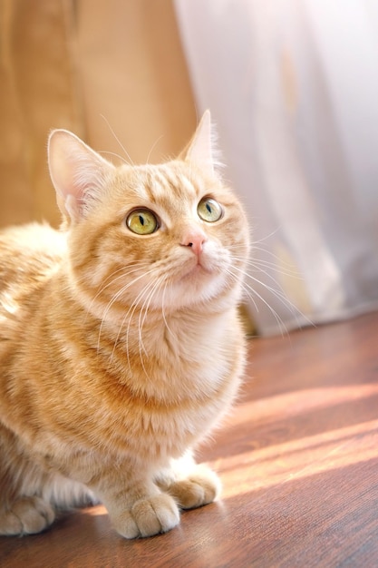 Gato ruivo sentado em casa no fundo de madeira