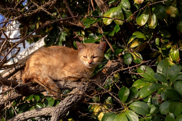 Gato ruivo sentado em um galho