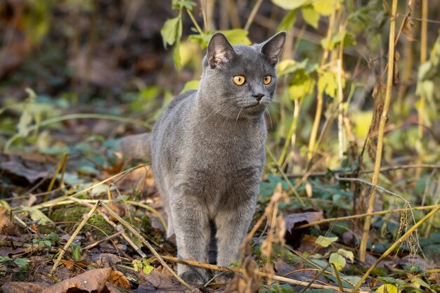 Gato ruso azul