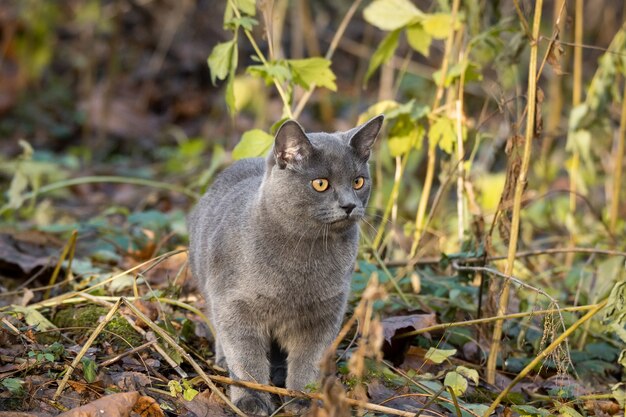 Gato ruso azul