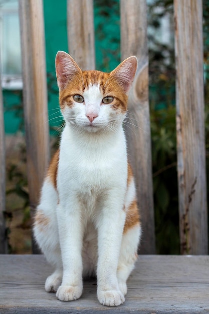 Gato rústico branco sentado em um banco