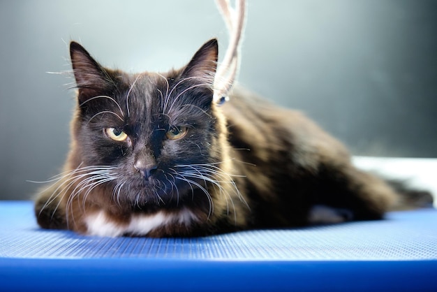 Un gato en un salón de animales sobre una mesa de aseo con una cuerda que no te deja escapar