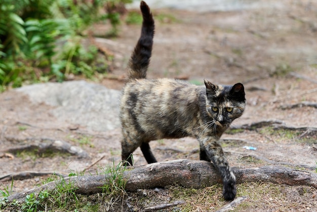 Un gato salvaje con manchas camina por el bosque con la cola levantada. Paseo del gato salvaje del bosque en el parque