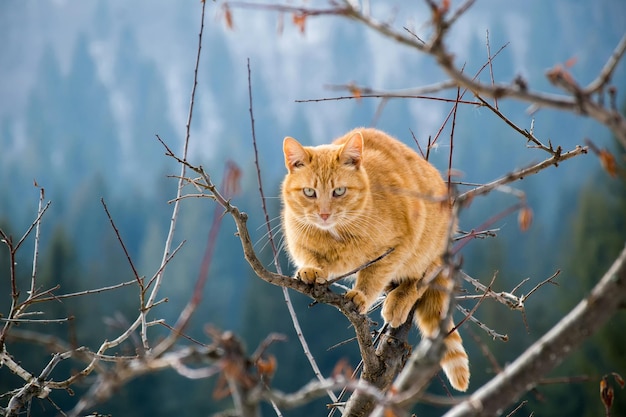 Gato salvaje en las montañas