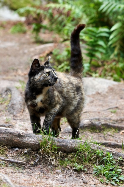 Un gato salvaje moteado camina por el bosque con la cola levantada