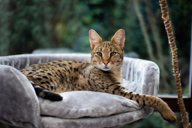 Gato Savannah senta-se em um travesseiro de pedestal contra um fundo de vegetação