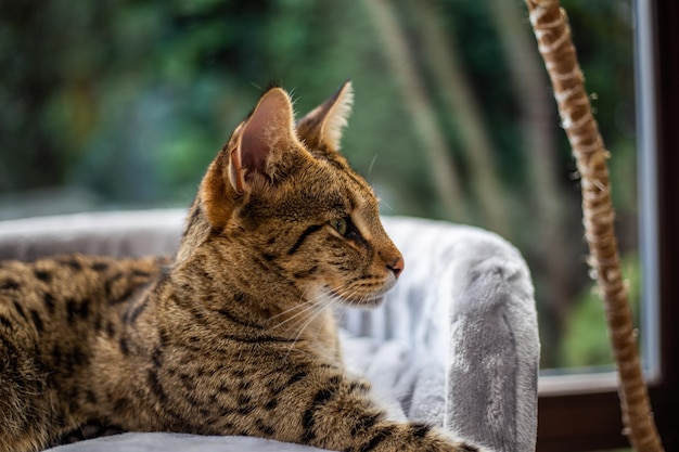 Gato Savannah senta-se em um travesseiro de pedestal contra um fundo de vegetação