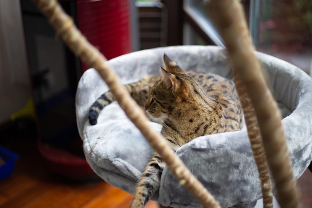 Gato Savannah senta-se em um travesseiro de pedestal contra um fundo de vegetação