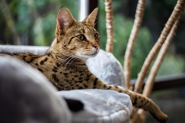 Gato Savannah senta-se em um travesseiro de pedestal contra um fundo de vegetação