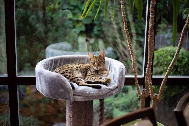 Gato savannah senta-se em um travesseiro de pedestal contra um fundo de vegetação