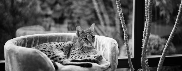 Gato Savannah senta-se em um travesseiro de pedestal contra um fundo de vegetação