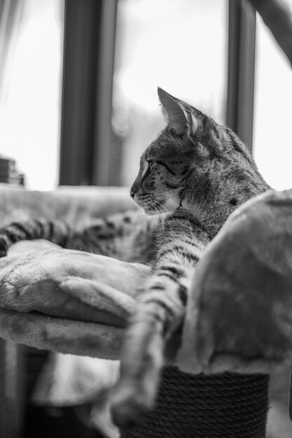 El gato Savannah se sienta en una almohada de pedestal contra un fondo de vegetación