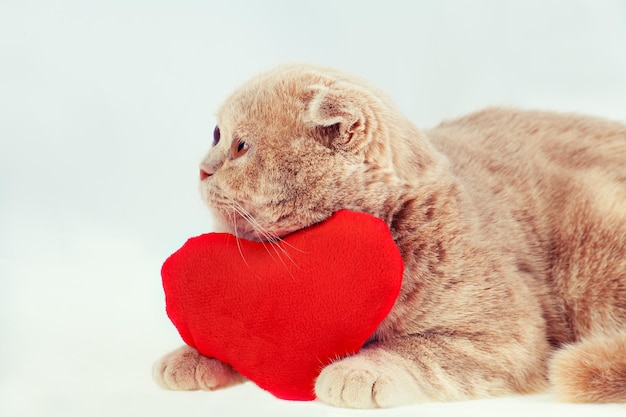 Gato Scottish Fold abraçando travesseiro vermelho em forma de coração